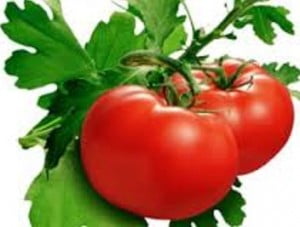 اثرات درمانی گوجه فرنگی