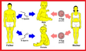 عوامل موثر در تعیین جنسیت فرزند