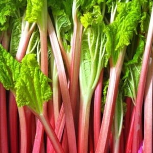 rhubarb
