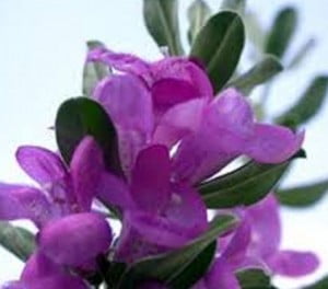 خواص مریم گلی