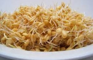 تاثیرات جوانه گندم