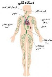 غدد زیر بغل