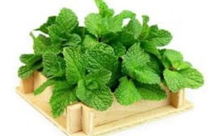 images 21