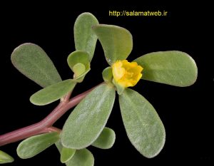 ویتامین های موجود در خرفه