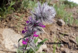 کاکوتی و خواص درمانی آن
