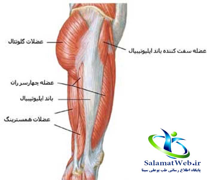 روش های برجسته سازی باسن