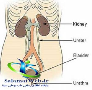عفونت ادراری چیست؟