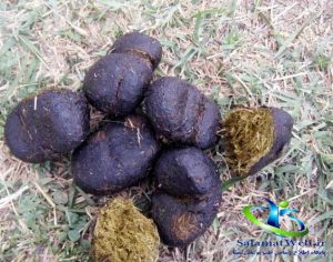 مضرات عنبر نسارا