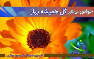 خواص گل همیشه بهار برای زنان
