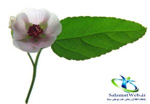 گیاه مارشمالو
