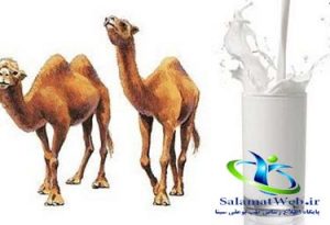 طبع دوغ شتر