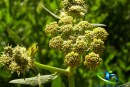 گیاه افسنتین چیست؟+خواص دارویی گیاه افسنتین