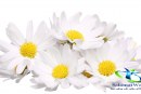 بابونه و فواید آن برای سلامتی +هشدار های لازم در مورد مصرف بابونه
