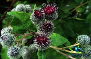 گیاه باباآدم برای جوش