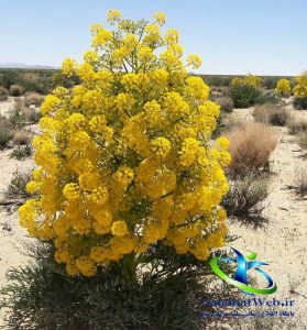 طریقه مصرف آنغوزه