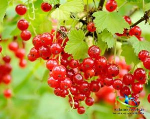 خواص انگور فرنگی قرمز