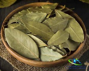 گیاه برگ بو چیست؟