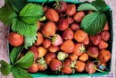 خواص توت فرنگی +حقایق جالب در مورد توت فرنگی