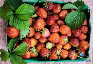 خواص توت فرنگی برای پوست