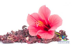 گیاه دارویی گل ختمی