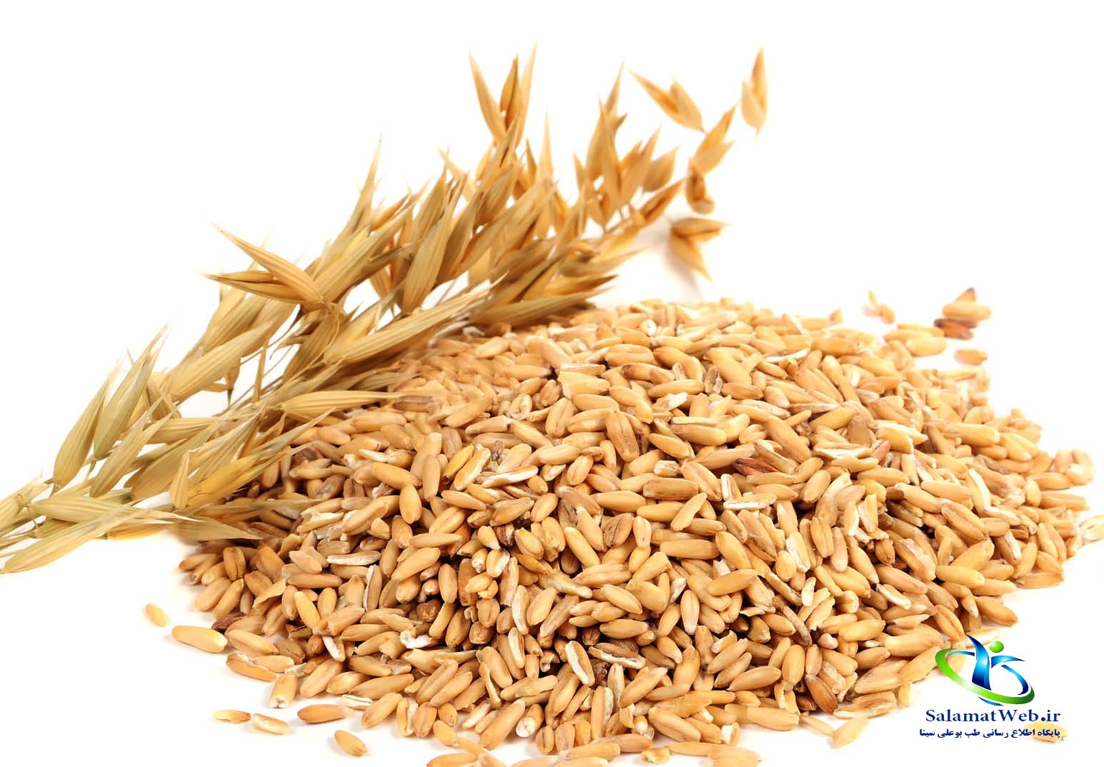 جو و انواع آن +فواید درمانی و مضرات جو - سلامت وب طب بوعلی سینا