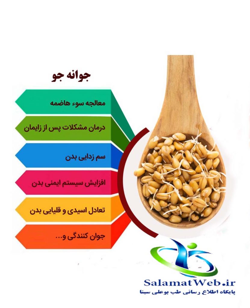 جو و انواع آن +فواید درمانی و مضرات جو - سلامت وب طب بوعلی سینا
