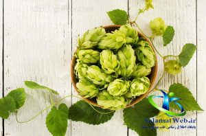 گیاه رازک