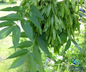 طبع گیاه زبان گنجشک