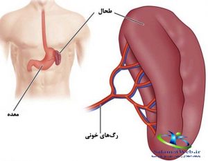 طحال چیست؟
