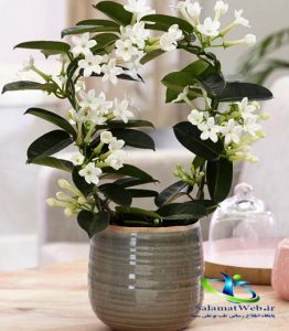 خواص گل یاسمن در طب سنتی