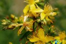 گیاه علف چای و خواص درمانی آن+طریقه مصرف علف چای