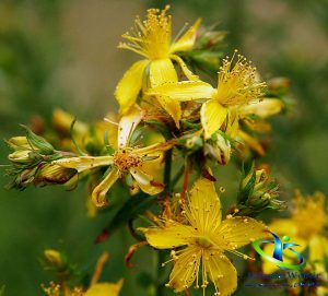 دمنوش گیاه علف چای