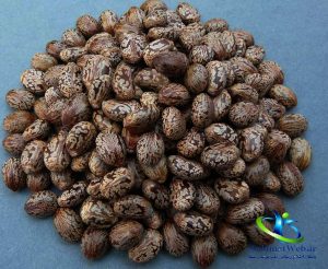 مضرات دانه کرچک