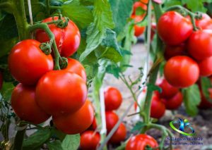 خواص گوجه فرنگی برای پروستات
