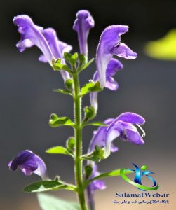 خواص فرنجمشک