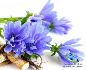 گیاه کاسنی