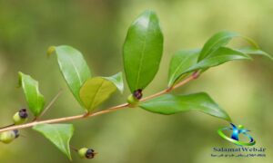 خواص مورد برای پوست