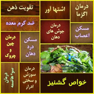 خواص سبزی گشنیز در طب سنتی