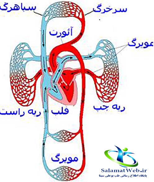 قرص افزایش گردش خون در بدن