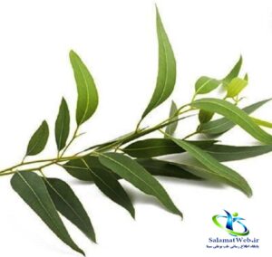 گیاه اکالیپتوس
