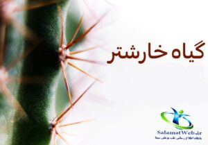 گیاه خار شتر