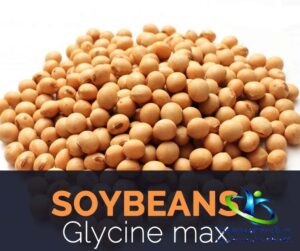 دانه سویا چیست؟