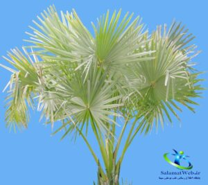 گیاه دارویی نخل اره‌ای