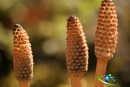 گیاه دم اسبی و خواص بی نظیر آن برای سلامتی و لاغری
