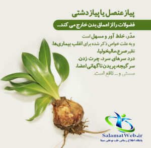 خواص درمانی پیاز عنصل در طب سنتی